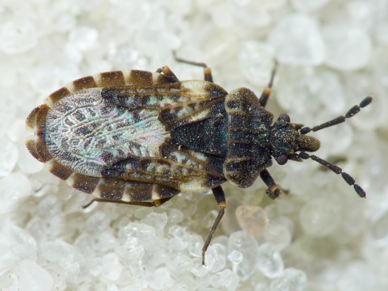 Aradus bimaculatus Reuter, 1872